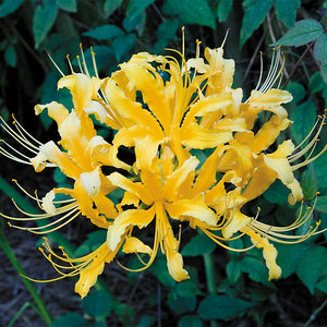Spider Lily Hymenocallis ( Yellow Lake ) x1 Bulb-Tuber