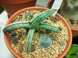 Sansevieria eilensis (Dracaena eilensis) 10 seeds