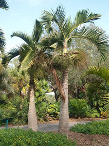 Hyophorbe lagenicaulis 4 seeds Palms