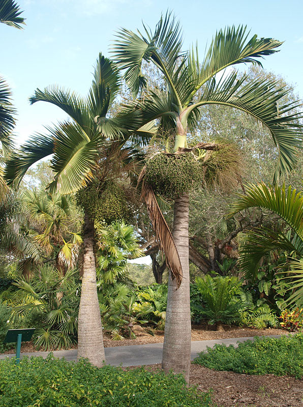 Hyophorbe lagenicaulis 4 seeds Palms