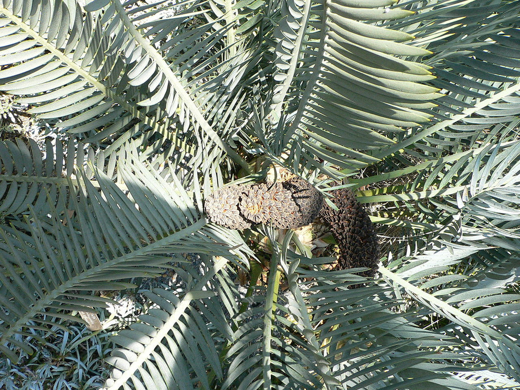 Encephalartos lehmannii 3 seeds Palm South Africa