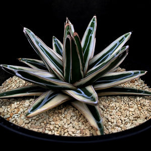 Agave victoriae LIVE PLANT #0181 For Sale
