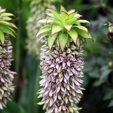 Eucomis ( Melody of Space ) x1 Bulb-Tuber