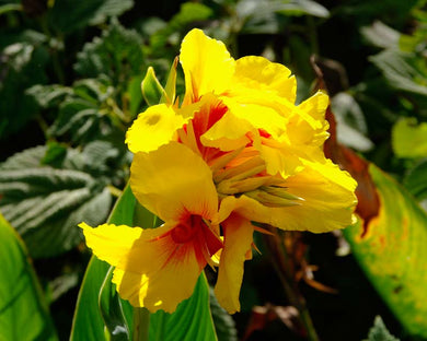 Canna Lily ( Yellow Heart )  x1 Bulb-Tuber