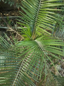 Lytocaryum itapebiense 4 seeds Palms