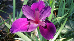Iris ( Pink Brother )  x1 Bulb-Tuber