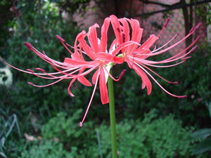 Spider Lily Hymenocallis ( Pink Evening ) x1 Bulb-Tuber