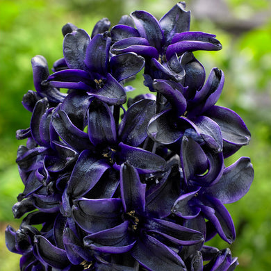 Hyacinth ( Emperium ) x3 Bulb-Tuber