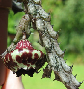 Stapelianthus insignis 5 seeds  Madagascar