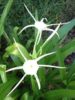 Canna Lily ( White Star )  x1 Bulb-Tuber