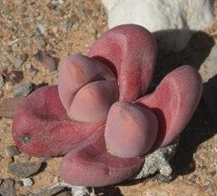 Tanquana prismatica 15 seeds Lithops South Africa