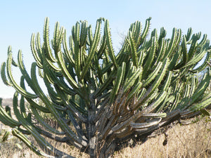 Aloe ramosissima (25 Seeds) Caudex Namibia