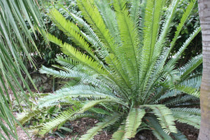 Encephalartos aemulans 2 seeds Palm South Africa