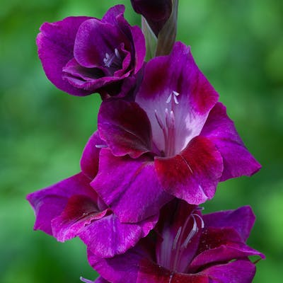 Gladiolus ( Purple Girl ) x3 Bulb-Tuber