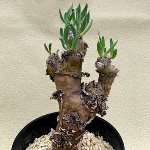 Tylecodon reticulate LIVE PLANT #0129 For Sale