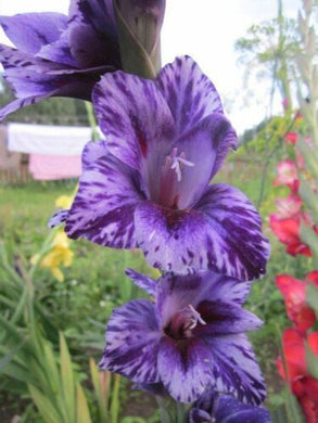 Gladiolus ( Violet Violeta ) x3 Bulb-Tuber