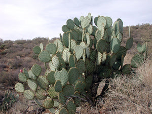 Opuntia chlorotica  Clockface 10 seeds Cacti