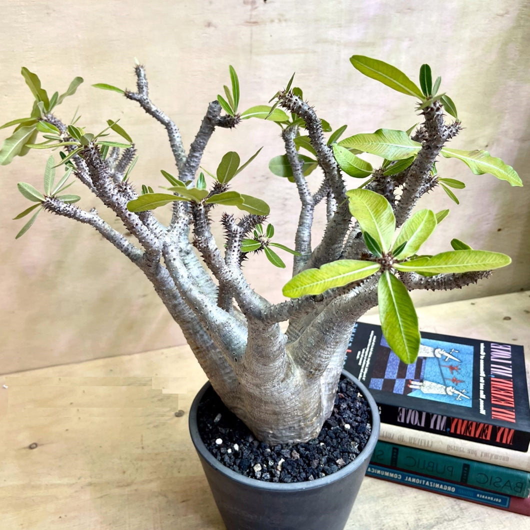 Pachypodium makayense LIVE PLANT #00155 FOR SALE