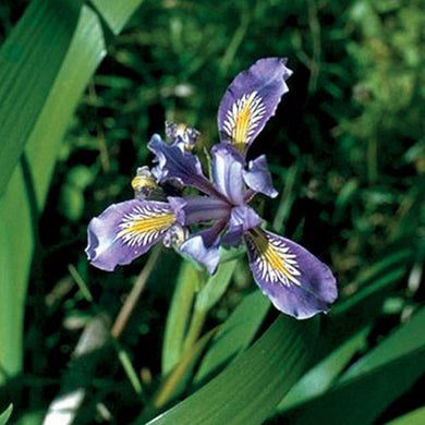 Iris ( Just Dont )  x1 Bulb-Tuber