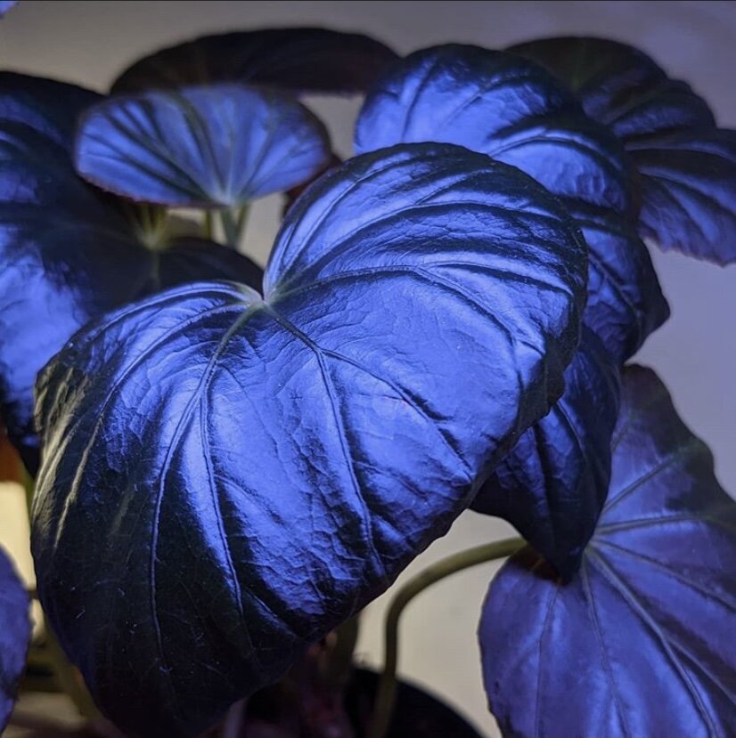 Begonia ( Blue Ink ) x2 Bulb-Tuber