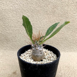 Pachypodium namaquanum LIVE PLANT #0125