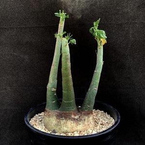 Adenia glauca LIVE PLANT #0175 For Sale