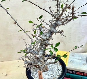 Commiphora simplicifolia LIVE PLANT #07114 For Sale