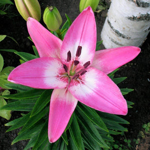 Lily Lilium ( Pink Water )  x1 Bulb-Tuber
