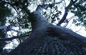 Adansonia perrieri 10 seeds Caudex Madagascar