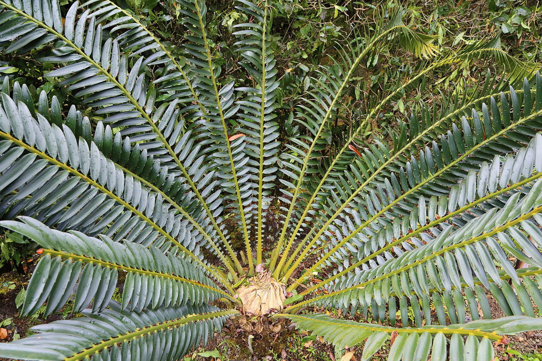 Encephalartos barteri 3 seeds Palm Ghana