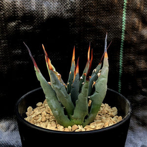 Agave uthaensis LIVE PLANT #0180 For Sale