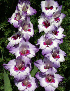 Gladiolus ( Acropol ) x3 Bulb-Tuber