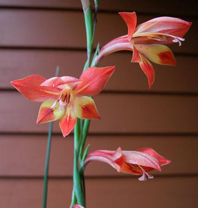 Gladiolus ( They Made Me ) x3 Bulb-Tuber
