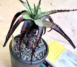 Aloe broomii LIVE PLANT #07105 For Sale