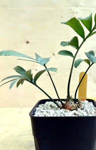 Encephalartos bluish  LIVE PLANT #07915 For Sale