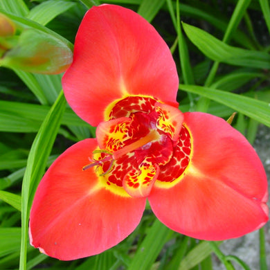 Tigridia ( Red Gentle ) x3 Bulb-Tuber