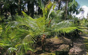 Lytocaryum hoehnei 5 seeds Palms