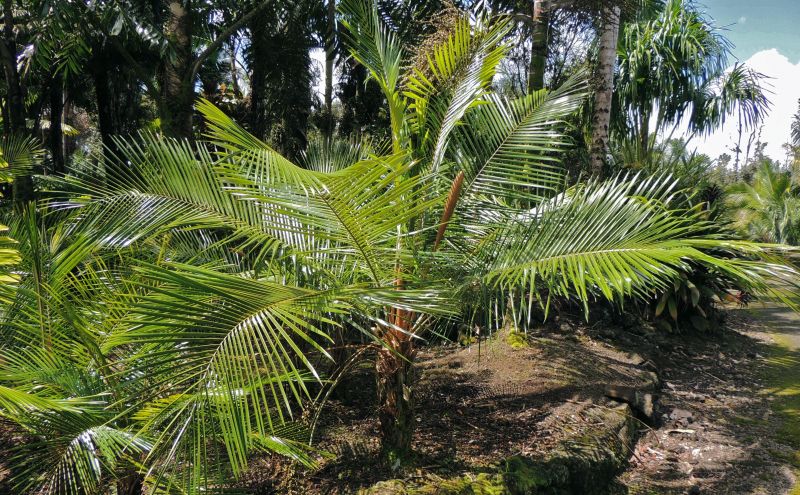 Lytocaryum hoehnei 5 seeds Palms