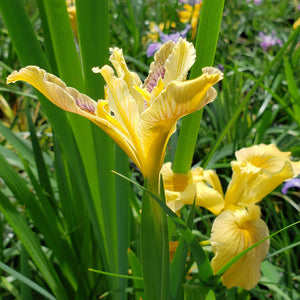 Iris ( Yellow Panther )  x1 Bulb-Tuber