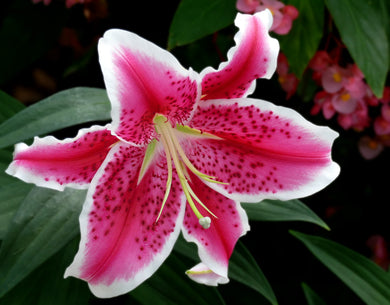 Lily Lilium ( Pink Butterfly )  x1 Bulb-Tuber