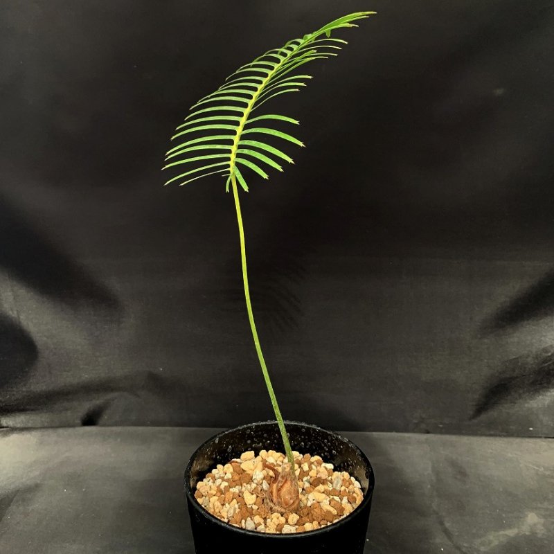 Dioon edule LIVE PLANT #0170 For Sale
