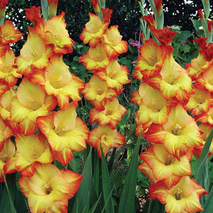 Gladiolus ( Yellow Breeze ) x3 Bulb-Tuber