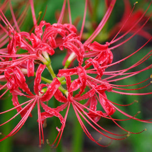 Spider Lily Hymenocallis ( Red Sand ) x1 Bulb-Tuber