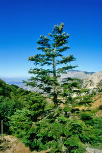 Abies nebrodensis ( sicilian fir ) 10 seeds Sicily