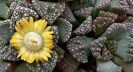Titanopsis calcarea 15 seeds Lithops South Africa