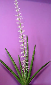 Sansevieria cylindrica (Dracaena angolensis) 5 seeds