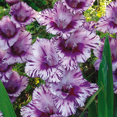 Gladiolus ( Pinky Viola ) x3 Bulb-Tuber