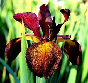 Iris ( Im not Dark )  x1 Bulb-Tuber