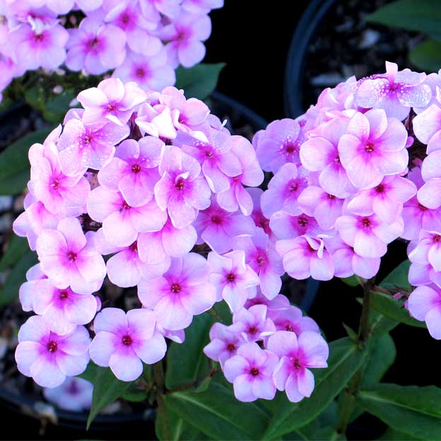 Phlox ( With You Forever ) x1 Bulb-Tuber