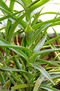 Sansevieria bagamoyensis (Dracaena bagamoyensis) 10 seeds
